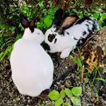 Profile Picture of Jeff 🐇 Moira 🐇 Mandelbrot 🐈 (@jeff.moira.mandi) on Instagram