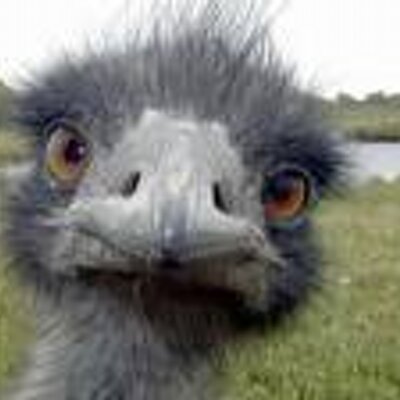 Profile Picture of Mark Neugebauer (@mjneuge) on Twitter