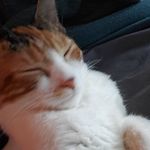 Profile Picture of Cody Alvarado (@cody.kuma) on Instagram