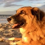 Profile Picture of Tamara Gray Talbot (@margogone2thedogs) on Instagram