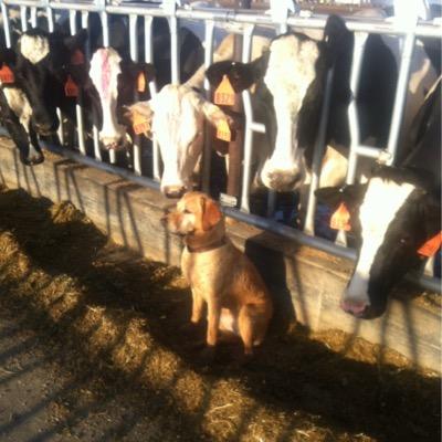 Profile Picture of Mark Guess (@Guessdairy) on Twitter