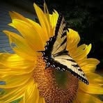 Profile Picture of Joyce Plotczyk (@joyce.plotczyk) on Facebook
