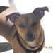 Profile Picture of Nancy Wilsey (@autumnpup) on Pinterest