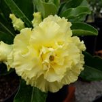 Profile Picture of Juliane Karsten (@br.bella.rosa.rosadodeserto) on Instagram