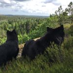 Profile Picture of Ellen Leikvangen (@lappeleikenfroland) on Instagram
