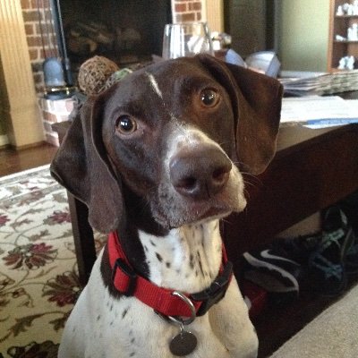 Profile Picture of Tommy Hadden (@TWHadden) on Twitter