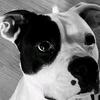Profile Picture of Petey (@jess.tuohy) on Tiktok