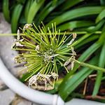 Profile Picture of Raymond Flores (@r_flores209) on Flickr