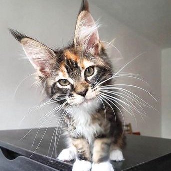 Profile Picture of Saint Moeller (@Daniel41576776) on Twitter