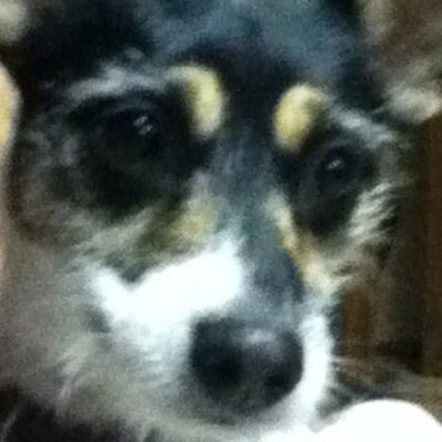 Profile Picture of Debbie McDowell (@primnina) on Twitter