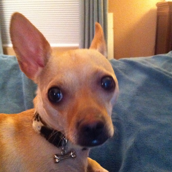 Profile Picture of Beth Licklider (@bblicklider) on Poshmark