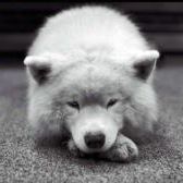 Profile Picture of Mim of Nowhere (formerly 'Kitty / >Kïttŷ Kãt<') (@mylovelylily) on Pinterest