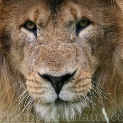 Profile Picture of Aléxandra Shay (@AlxandraShay) on Twitter