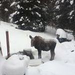 Profile Picture of Stephen D (@sandlinak) on Instagram