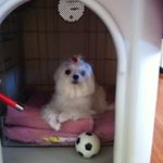 Profile Picture of Brendan Tan (@_mini.the.dog_) on Instagram