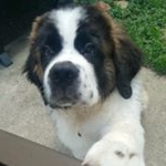 Profile Picture of Ramsey the Saint Bernard (@ramsey_the_st_bernard) on Instagram