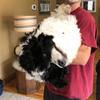 Profile Picture of Jacob Robson (@@jacobrobson) on Tiktok