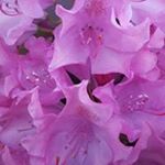 Profile Picture of Sonja Jenkins (@sonja.jenkins.790) on Instagram