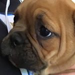 Profile Picture of 🔵⚪️SEC⚪️🔵 (@elijahswannotsmith) on Instagram