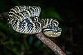 Profile Picture of Tropidolaemus wagleri - Wikipediaon Wikipedia