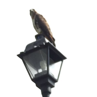 Profile Picture of Matthew Trotta (@MattTrotta12) on Twitter