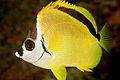 Profile Picture of Johnrandalliaon Wikipedia