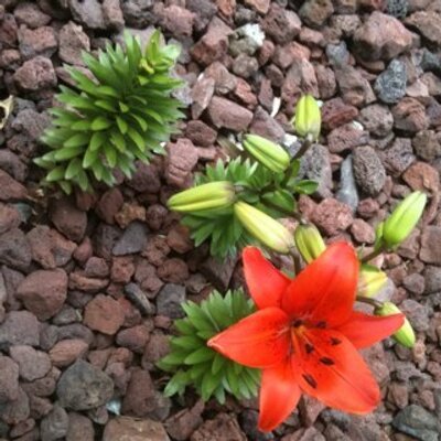 Profile Picture of Julie Fox (@Jules1Fox) on Twitter