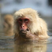 Profile Picture of James Ogle (@JamesOgleNZ) on Youtube