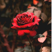 Profile Picture of Tae Jin (@DilipChandraBaidya) on Youtube