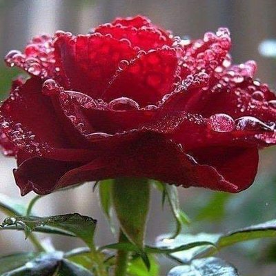 Profile Picture of Marc K Reuter (@MarcKReuter1) on Twitter