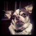 Profile Picture of Brianne Ingertila (@bingert) on Pinterest