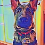 Profile Picture of 🐾💙Able & Sam💙🐾 (@able_sam_gsd) on Instagram