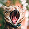 Profile Picture of Camera Shake (@Camera Shake) on Flickr
