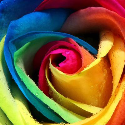 Profile Picture of Mary Di Martino (@cucciolamar) on Twitter
