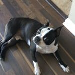 Profile Picture of Tyler Cupp (@winstonthescaredboston) on Instagram