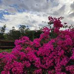 Profile Picture of Lucinda Mullins (@lucindamullins) on Instagram