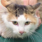 Profile Picture of Ken Takada (@kentakada7893) on Youtube