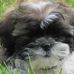 Profile Picture of Sherry Shrader (@sherry.shrader.5) on Facebook
