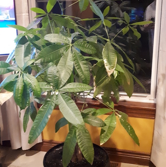 Profile Picture of Wendy Piques (@ravenstylist) on Poshmark