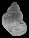Profile Picture of Provannaon Wikipedia