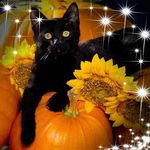 Profile Picture of Debbie Savino (@savinodebbie) on Instagram