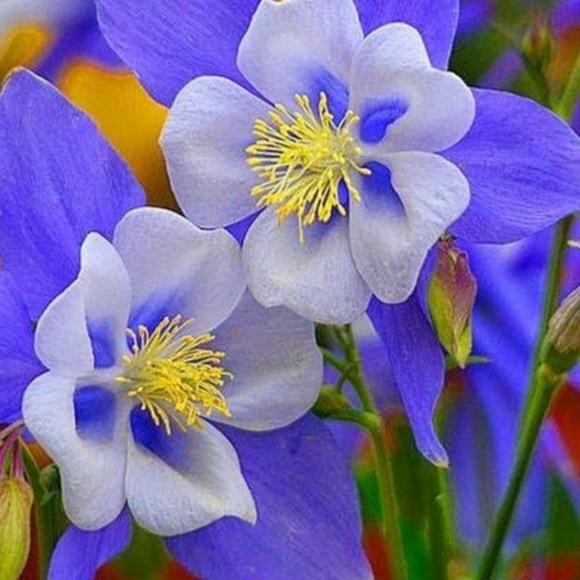 Profile Picture of Pam Barnett (@pkbarnett2017) on Poshmark