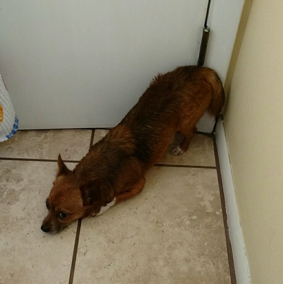 Profile Picture of Vanessa Kisamore (@nessak79) on Poshmark