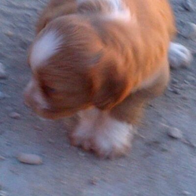 Profile Picture of David De La Puerta (@davidpuerta1984) on Twitter