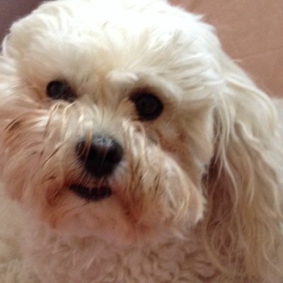 Profile Picture of Alexandra Mancuso (@AliMancuso1) on Twitter