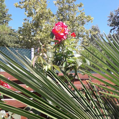 Profile Picture of Antonio Fabbri (@AntonioFabbri15) on Twitter