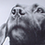 Profile Picture of Mike Goodwin (@the black labrador) on Flickr