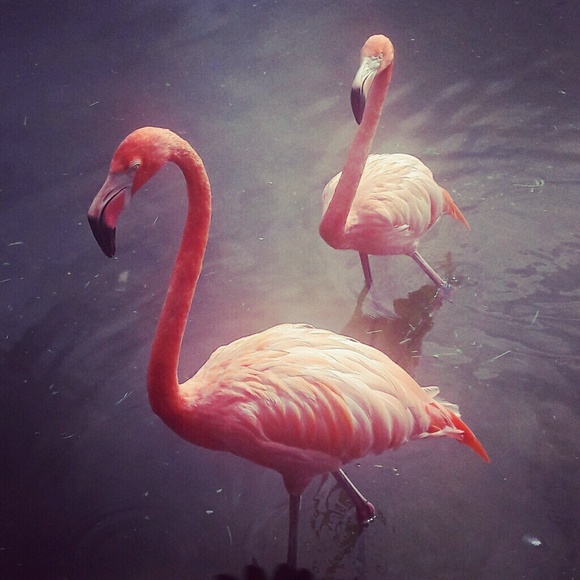 Profile Picture of Annette Adair (@floridasouthern) on Poshmark