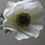 Profile Picture of Eki Flowers (@eki flowers) on Flickr