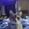 Profile Picture of   Angela Bramlett... (@angelathecatlady) on Tiktok